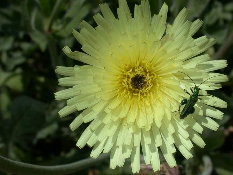 I miei fiori